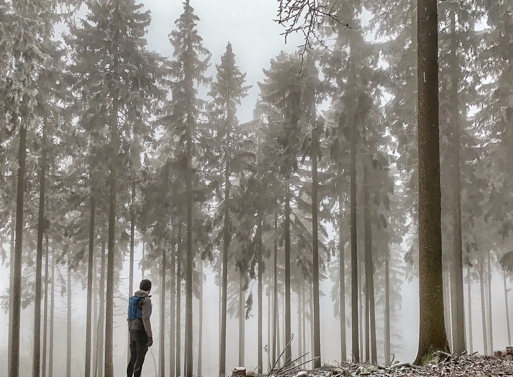 Laufen im Winter - ein Läufer im Wald